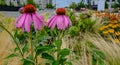 Two beautiful pink coneflowers, daisy, in a wild flower bed with Royalty Free Stock Photo