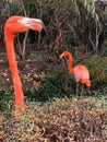 Two beautiful pink flamingos standing gracefully