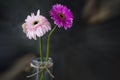 Two beautiful pink gerber daisy flowers in a vase. Floral background. Flower spring backgrounds. Flowers decoration. Royalty Free Stock Photo