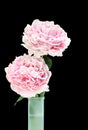 Two beautiful pink peonies in a vase. Royalty Free Stock Photo