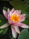 Aquatic Pink Pond Lily - Blooming Wetlands Royalty Free Stock Photo