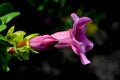 Two beautiful pink purple violet Allamanda flower in natural light from the side