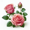 two beautiful pink rose flowers in full bloom and buds isolated on a white background