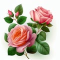 two beautiful pink rose flowers in full bloom and buds isolated on a white background