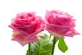 Two beautiful pink roses Royalty Free Stock Photo