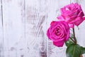 Two beautiful pink roses against the white wooden background Royalty Free Stock Photo