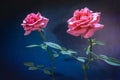Two beautiful pink roses on a dark background Royalty Free Stock Photo