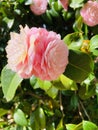 Two beautiful pink roses between fresh leaves. Royalty Free Stock Photo
