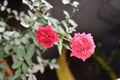 Two beautiful pink roses in the garden Royalty Free Stock Photo