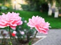 Two beautiful pink roses in garden. Concept of gardening and Valentines Day. Royalty Free Stock Photo