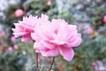 Two beautiful pink roses in garden. Concept of gardening and Valentines Day. Royalty Free Stock Photo