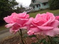 Two beautiful pink roses. Royalty Free Stock Photo