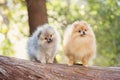 Two beautiful Pomeranian dogs in a forest