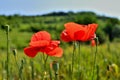 Two Beautiful Poppy Flower with green Hillside on the Background. Royalty Free Stock Photo