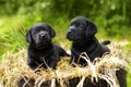 Two beautiful purebred black puppy dog Labrador Royalty Free Stock Photo