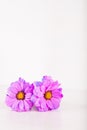 Two beautiful purple chrysanthemum flowers on white wooden background Royalty Free Stock Photo