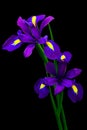 Two beautiful purple iris flowers on black background Royalty Free Stock Photo