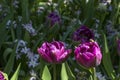 Two beautiful purple tulips in the sunlight in spring. Field with different flowers Royalty Free Stock Photo