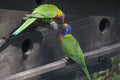Two beautiful rainbow lories parrots interacting Royalty Free Stock Photo
