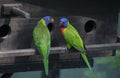 Two beautiful rainbow lory parrots interacting Royalty Free Stock Photo