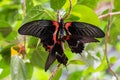 Two beautiful red and black butterflies in the process of mating Royalty Free Stock Photo