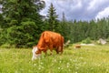 Two beautiful red cows peacefully pinching grass in a picturesque alpine meadow.