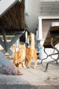 Two beautiful red-haired and homeless young cats are sitting on the street and begging for food. Royalty Free Stock Photo