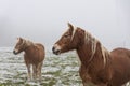 Two Beautiful red horses against the backdrop of hills in a cloudy winter day Royalty Free Stock Photo