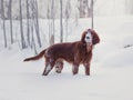 Two beautiful red irish setters running fast in forest in sunny winter day Royalty Free Stock Photo