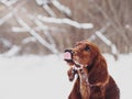 Two beautiful red irish setters running fast in forest in sunny winter day Royalty Free Stock Photo