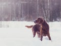 Two beautiful red irish setters running fast in forest in sunny winter day Royalty Free Stock Photo