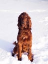 Two beautiful red irish setters running fast in forest in sunny winter day Royalty Free Stock Photo