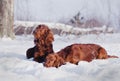 Two beautiful red irish setters running fast in forest in sunny winter day Royalty Free Stock Photo