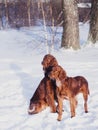 Two beautiful red irish setters running fast in forest in sunny winter day Royalty Free Stock Photo