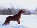 Two beautiful red irish setters running fast in forest in sunny winter day Royalty Free Stock Photo