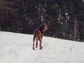 Two beautiful red irish setters running fast in forest in sunny winter day Royalty Free Stock Photo