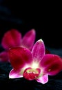 Two beautiful red orchids with drops of water Royalty Free Stock Photo