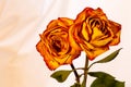 Two beautiful red-rimmed yellow roses on an isolated white background. Royalty Free Stock Photo