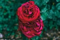 Two beautiful red roses on a green garden Royalty Free Stock Photo