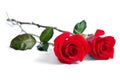 Two beautiful red roses Royalty Free Stock Photo