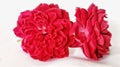 two beautiful red roses on a white background Royalty Free Stock Photo