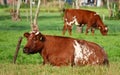 Rural scene with two red white Dutch cows Royalty Free Stock Photo