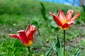 Two beautiful red and yellow lilies bloom among lush green grass, on a warm day in early spring Royalty Free Stock Photo