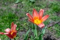 Two beautiful red and yellow lilies bloom among lush green grass, on a warm day in early spring Royalty Free Stock Photo