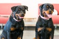 Two beautiful rottweilers