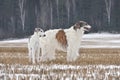 Two beautiful russian borzoi dogs Royalty Free Stock Photo