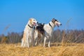 Two beautiful russian borzoi dogs Royalty Free Stock Photo