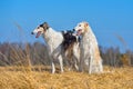 Two beautiful russian borzoi dogs Royalty Free Stock Photo