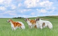 Two beautiful russian borzoi dogs Royalty Free Stock Photo