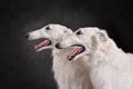 Two beautiful russian borzoi dogs Royalty Free Stock Photo